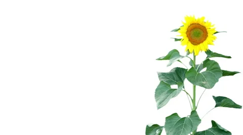 Sunflower on white background Stock Footage 58656997