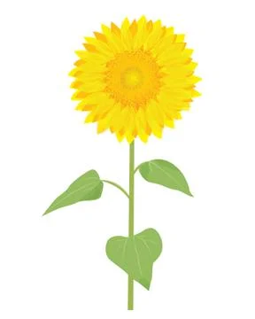 Sunflower on white background Stock Illustration