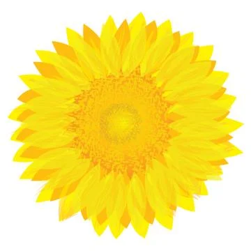 Sunflower on white background Stock Illustration