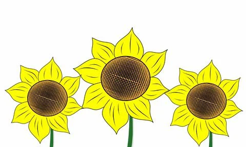 Sunflower, on white background Stock-Illustration
