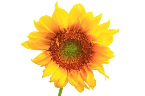 Sunflower.on white background. Foto stock