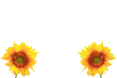 Sunflower.on white background. Foto stock