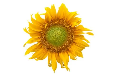 Sunflower on white background. Stock Photos