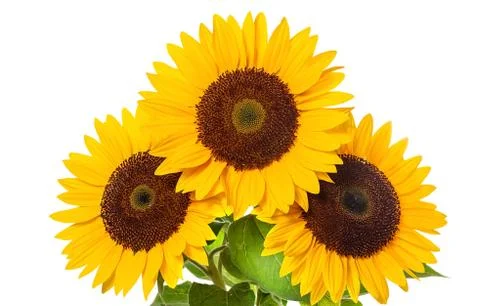 Sunflower on a white background. Stock Photos