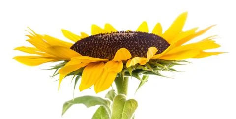 Sunflower on a white background. Stock Photos