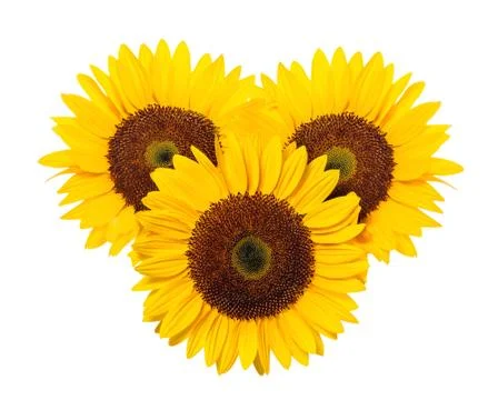 Sunflower on a white background. Stock Photos