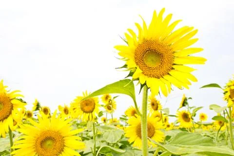 Sunflower on a white background Stock Photos