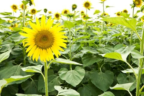 Sunflower on a white background Stock Photos