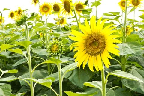 Sunflower on a white background Stock Photos