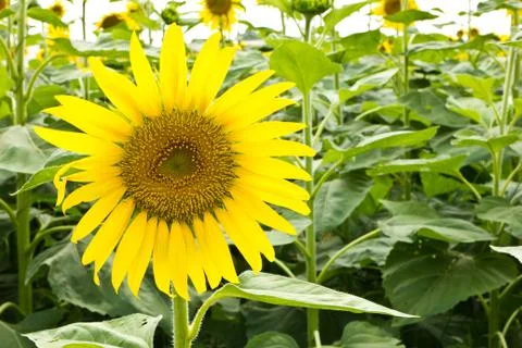Sunflower on a white background Foto stock