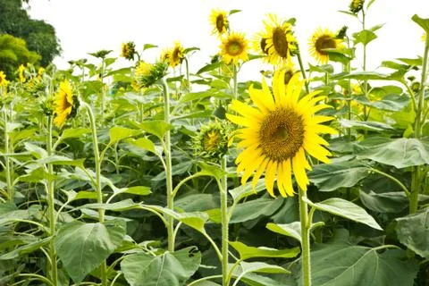 Sunflower on a white background Stock Photos