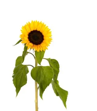 Sunflower on white background Stock Photos