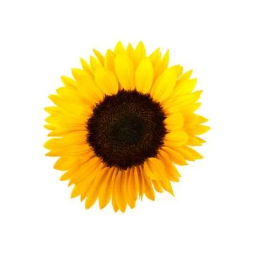 Sunflower on white background Stock Photos