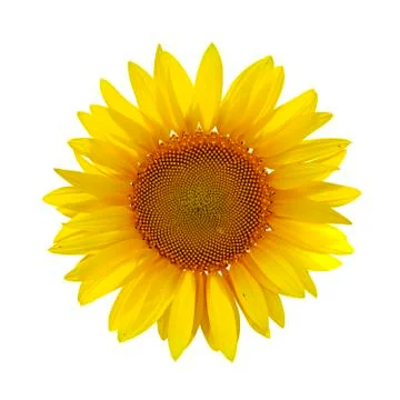 Sunflower on white background Stock Photos