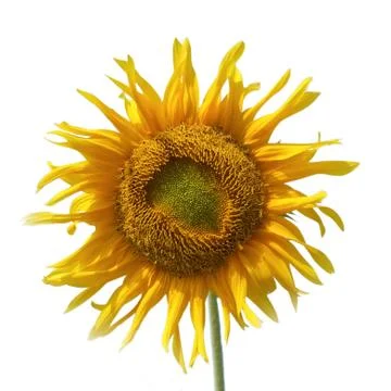 Sunflower in white background Stock Photos