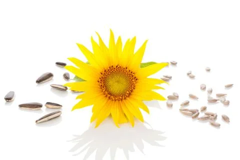 Sunflower on white background. Stock Photos