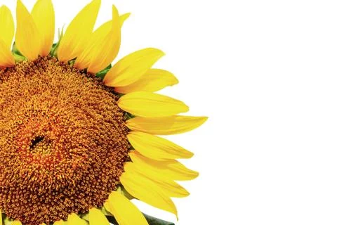 Sunflower on white background. Stock Photos