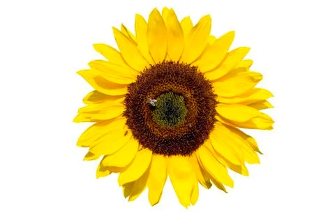 Sunflower on white background Stock Photos