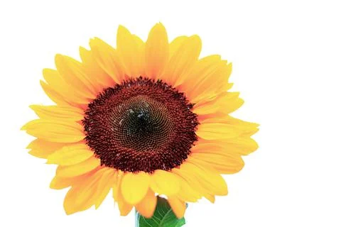 Sunflower on white background. Stock-Fotos