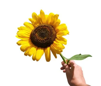  sunflower on a white background Fotos de archivo