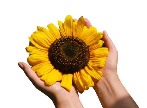  sunflower on a white background Foto stock