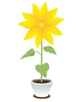 Sunflower on white  background vector design Stock Illustration