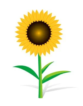 Sunflower on white Stock Illustration