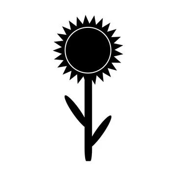 Sunflower on white. Stock Illustration