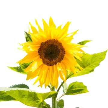 Sunflower on white Stock Photos