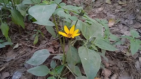 Sunflower in wild Stock Footage 149466248