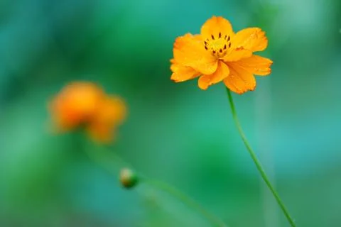Sunflower, the wild Stock Photos