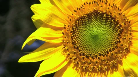 Sunflower wind chimes Stock Footage 5296398