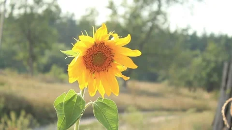 Sunflower wind close-up Video stock 54662163