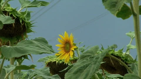 Sunflower in wind Видео 794180