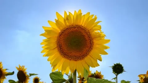 Sunflower on the wind Stock Footage 11420289