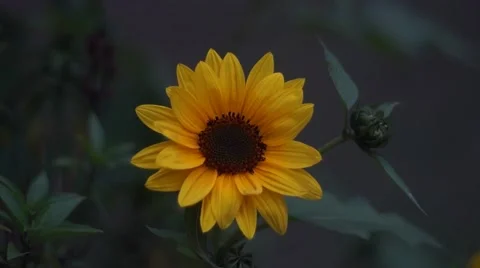 Sunflower  in wind Stock Footage 47439247