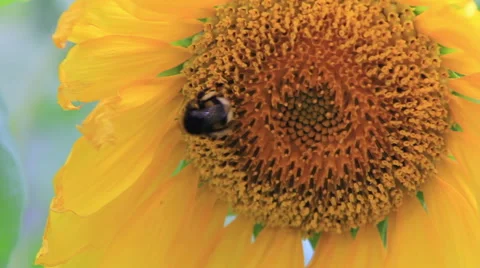 Sunflower on wind Video stock 49079968