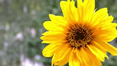 Sunflower in wind Video stock 71785964