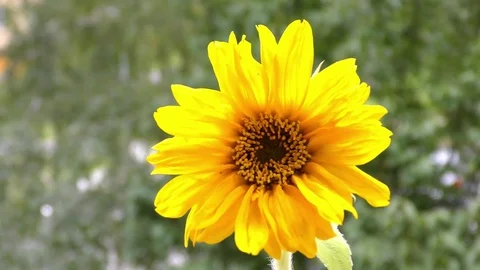 Sunflower in wind 库存影片 71786320