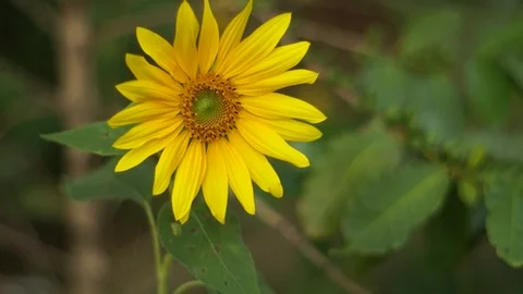 Sunflower in the wind Stock Footage 99322094