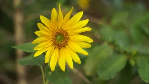 Sunflower in the wind Stock Footage 99322244