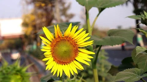Sunflower in the Wind Stock Footage 107295780