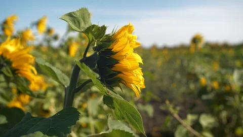 Sunflower in the wind on a sunny day Video stock 116982366