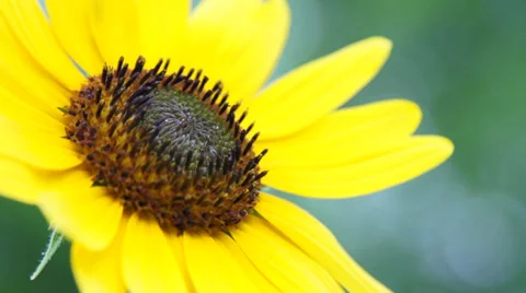 Sunflower wind super slow motion Vídeos de archivo 27543425