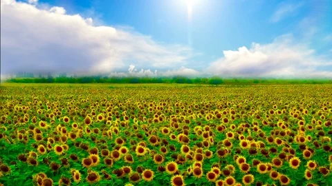 Sunflower in the wind,real time footage Stock Footage 89797063