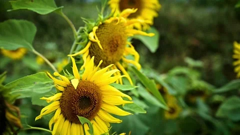 Sunflower in the windy climate Stock Footage 314711403