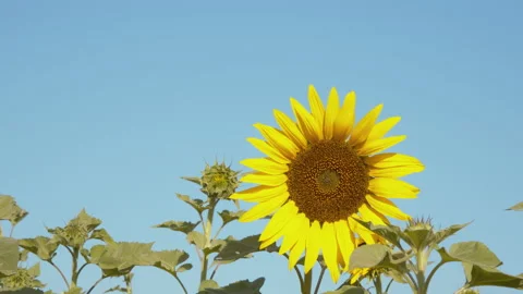 Sunflower in windy day in summer time Video stock 153726660