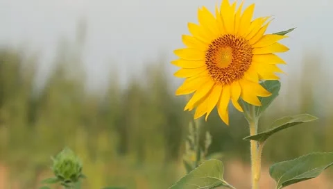 Sunflower windy Stock Footage 11240595