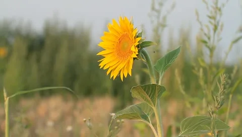 Sunflower windy Stock Footage 11240612