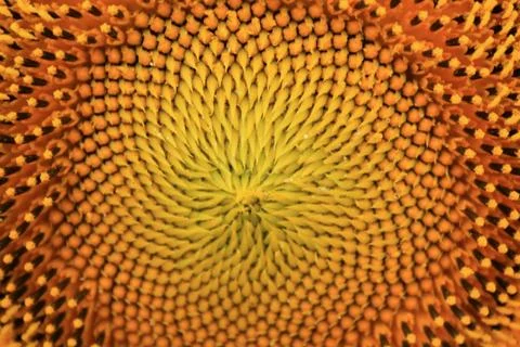 Sunflower without petals for background close up. Stock Photos